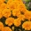 القطيفة الفرنسية "Izolda" - المشمش البرتقالي ، وزهرة مزدوجة متنوعة منخفضة النمو - Tagetes patula nana - ابذرة