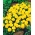 Tagetes patula nana - 153 semillas - Boy Yellow