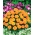Fransız kadife çiçeği "Valencia" - düşük büyüyen çeşitlilik - 315 tohum - Tagetes patula L. - tohumlar