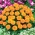 Marigold Perancis "Valencia" - pelbagai tumbuh yang rendah - 315 biji - Tagetes patula L. - benih