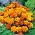 橙色桃花心木法国万寿菊“女王索菲亚” -  525粒种子 - Tagetes patula L. - 種子