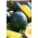 Жута лубеница Јаносик семење - Цитруллус ланатус - 14 семена - Citrullus lanatus