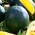 Κίτρινο καρπούζι Σπόροι Janosik - Citrullus lanatus - 14 σπόροι
