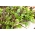 Mini jardim - folhas aromáticas - para culturas de varanda e terraço - 