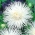 Aster เข็มกลีบดอกแองโกลา - สีขาว - 225 เมล็ด - Callistephus chinensis 