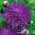 Purple ihly okvetné lístky porcelánu aster, ročné aster - 500 semien - Callistephus chinensis  - semená