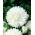 אסטר פרחי אדמונית "פרלה" - 450 זרעים - Callistephus chinensis 