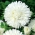 牡丹花翠菊“Perla” -  450粒种子 - Callistephus chinensis  - 種子