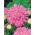 Flor de crisântemo rosa "Beryl" - 250 sementes - Callistephus chinensis