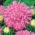 Pink chrysanthemum-flowered aster "Beryl" - 250 seeds