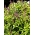 Skořice Semena bazalky - Ocimum basilicum - 325 semen