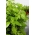 Basilikum Fine Verde Samen - Ocimum basilicum - 325 Samen - 