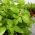 Albahaca - Fine Verde - 325 semillas - Ocimum basilicum