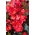 Bégonia annuel - Begonia semperflorens - Rouge - paquet de 2 pièces - graines