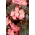 Розе, белоглави црвено-лиснатог воска (фиброзна бегонија) - Begonia semperflorens - семе