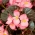 Pembe, kırmızı yapraklı mum begonyası (lifli begonya) - Begonia semperflorens - tohumlar