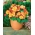 Begonia x tuberhybrida - Marginata Yellow - pakke med 2 stk