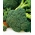 BIO - ברוקולי - זרעים אורגניים מאושרים - 300 זרעים - Brassica oleracea convar. Botrytis