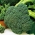 BIO Brokkoli - zertifizierte organische Samen