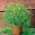 BIO - Garden Dill - sertifikalı organik tohumlar - 2800 tohum - Anethum graveolens L.
