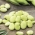 Kacang polong "Bolero" - varietas awal yang menghasilkan biji ekstra besar - Vicia faba L.