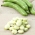 Боби "Бонзо" - ранній сорт, для прискореної культури - Vicia faba L. - насіння