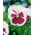 Veľká kvetinová záhradná maceška - biela s ružovou škvrnou - 240 semien - Viola x wittrockiana  - semená