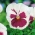 Large-flowered garden pansy - white with pink spot - 240 seeds