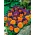 Панси Sorbet Orange Duet семена - Viola x wittrockiana - 240 семена