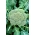 Broccoli - Leonora - 300 frön - Brassica oleracea L. var. italica Plenck