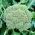 Brokoļi - Leonora - 300 sēklas - Brassica oleracea L. var. italica Plenck