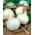 Κρεμμύδι "Alibaba" - άσπρη, τρυφερή ποικιλία για μακροχρόνια αποθήκευση - 750 σπόρους - Allium cepa L. - σπόροι