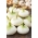 หัวหอม "Aviv" - หลากหลายสีขาวสำหรับหมัก - 1,000 เมล็ด - 1000 เมล็ด - Allium cepa L.