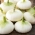 Bawang "Aviv" - varietas putih untuk bumbu - 1000 biji - Allium cepa L.