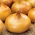 Valgomasis svogūnas - Borettana - Allium cepa L. - sėklos