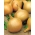 Цибуля "Майка" - високопродуктивний, ранній сорт - 500 насінин - Allium cepa L. - насіння