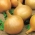 Cibule "Majka" - vysoce produktivní, raná odrůda - 500 semen - Allium cepa L. - semena
