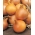 หัวหอม "Supra" - ฟางสีเหลืองสายพันธุ์กลาง - 1,250 เมล็ด - 1250 เมล็ด - Allium cepa L.