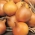양파 "수프"- 밀짚색 황색, 중간 늦은 품종 - 1250 종자 - Allium cepa L. - 씨앗