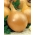 หัวหอม "Wiktoria Skierniewic" - วาไรตี้สายกลางที่มีการทำลายกระเทียมอย่างเท่าเทียมกัน - 1,250 เมล็ด - 1250 เมล็ด - Allium cepa L.