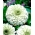 Dahlia-blommig vanlig zinnia "isbjörn" - 120 frön - Zinnia elegans dahliaeflora