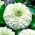 Zinnia commun à fleurs de dahlia "Polar Bear" - 120 graines - Zinnia elegans dahliaeflora
