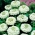 Zinnia "Liliput White Gem" - white - 81 seeds