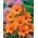 Glandular Cape marigold "Tetra Goliath" - orange; Namaqualand daisy, orange Namaqualand daisy - 248 seeds