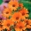 Glandular Cape marigold "Tetra Goliath" - oranye; Namaqualand daisy, orange Namaqualand daisy - 248 biji - Dimorphotheca aurantiaca
