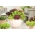 Домашній сад - мікс салату - для вирощування в приміщенні та балконі - 900 насінин - Lectuca sativa  - насіння