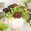 Домашній сад - мікс салату - для вирощування в приміщенні та балконі - 900 насінин - Lectuca sativa  - насіння