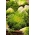 莴苣（混合）种子 - 菊苣（Cichorium endivia） -  300粒种子 - 種子