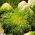 Koncové (zmiešané) semená - Cichorium endivia - 300 semien