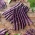 Zelená fazuľa "Blauhilde" - vsadená, fialová odroda - Phaseolus vulgaris L. - semená
